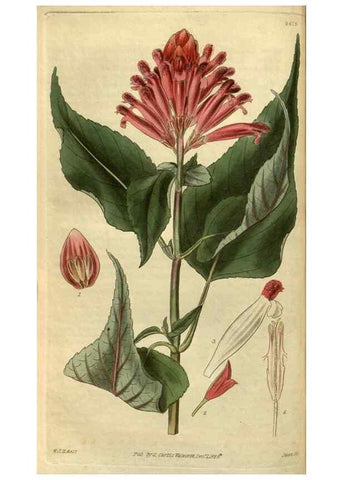 Reproducción/Reproduction 34404297534: Curtis's botanical magazine.. London ; New York [etc.] :Academic Press [etc.]