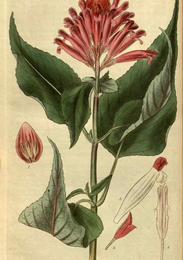Reproducción/Reproduction 34404297534: Curtis's botanical magazine.. London ; New York [etc.] :Academic Press [etc.]