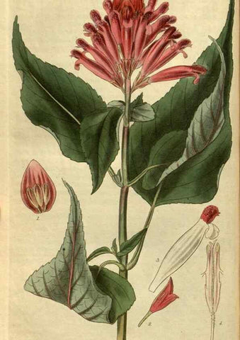 Reproducción/Reproduction 34404297534: Curtis's botanical magazine.. London ; New York [etc.] :Academic Press [etc.]