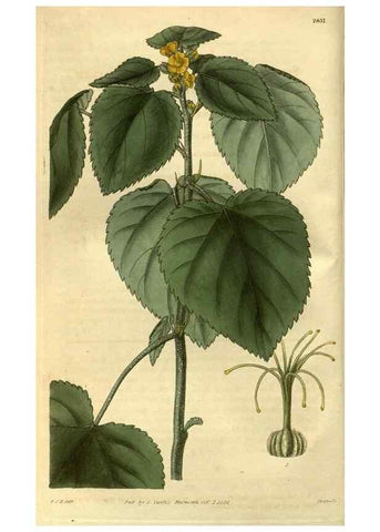 Reproducción/Reproduction 34404266224: Curtis's botanical magazine.. London ; New York [etc.] :Academic Press [etc.]