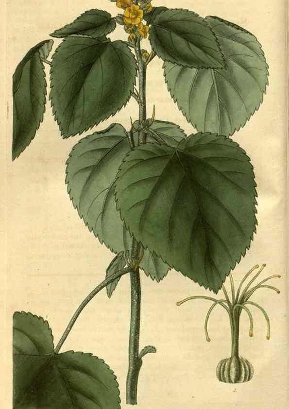 Reproducción/Reproduction 34404266224: Curtis's botanical magazine.. London ; New York [etc.] :Academic Press [etc.]