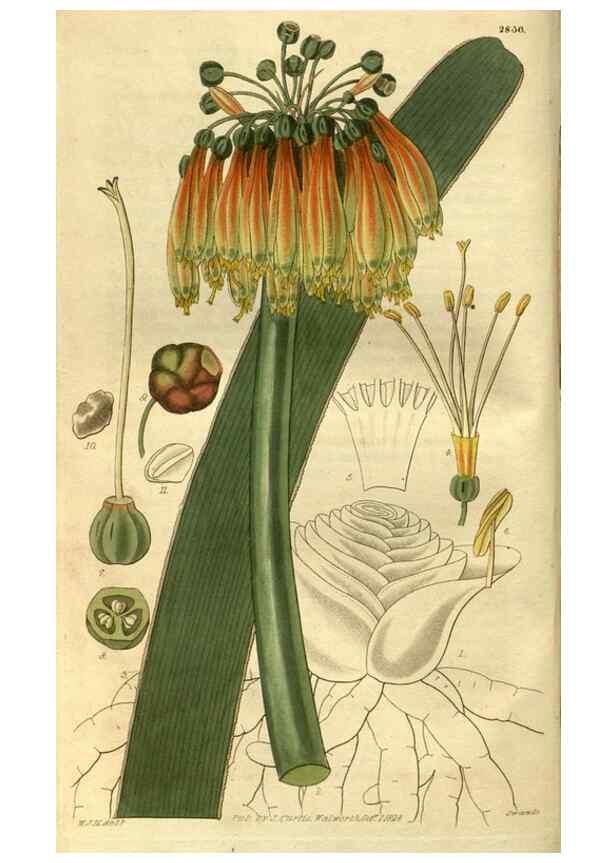 Reproducción/Reproduction 34861209710: Curtis's botanical magazine.. London ; New York [etc.] :Academic Press [etc.]