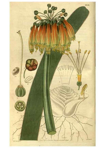 Reproducción/Reproduction 34861209710: Curtis's botanical magazine.. London ; New York [etc.] :Academic Press [etc.]