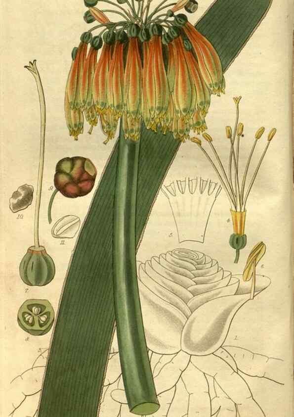 Reproducción/Reproduction 34861209710: Curtis's botanical magazine.. London ; New York [etc.] :Academic Press [etc.]