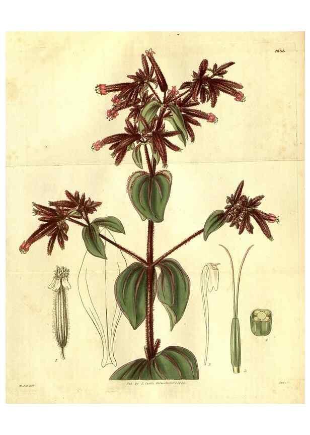Reproducción/Reproduction 34861207240: Curtis's botanical magazine.. London ; New York [etc.] :Academic Press [etc.]