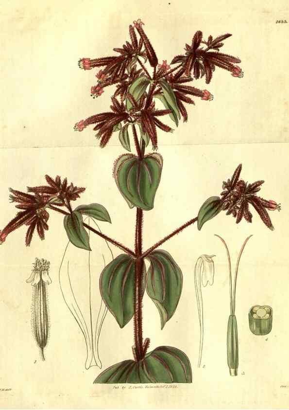 Reproducción/Reproduction 34861207240: Curtis's botanical magazine.. London ; New York [etc.] :Academic Press [etc.]