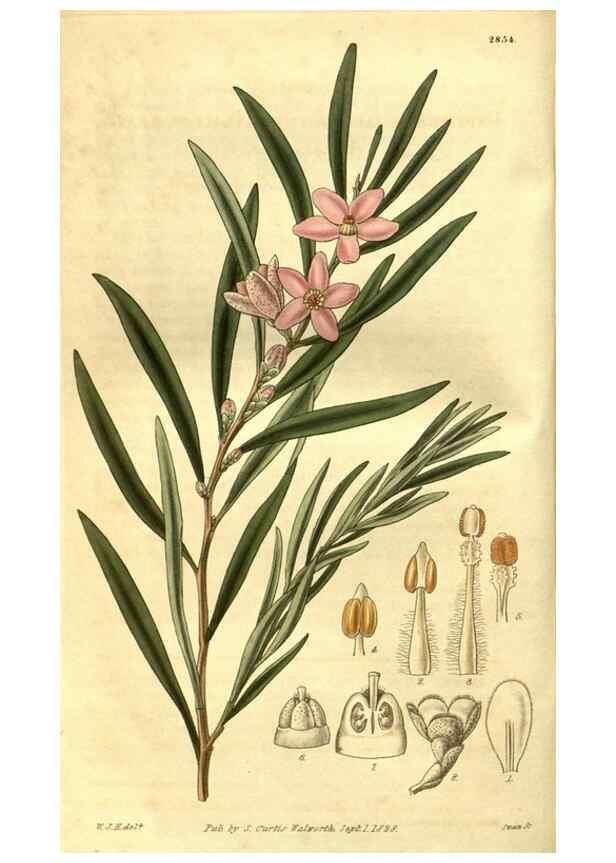 Reproducción/Reproduction 35248196825: Curtis's botanical magazine.. London ; New York [etc.] :Academic Press [etc.]