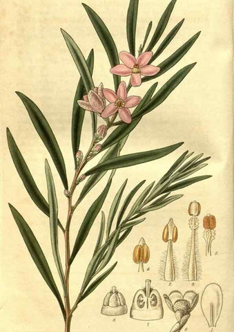 Reproducción/Reproduction 35248196825: Curtis's botanical magazine.. London ; New York [etc.] :Academic Press [etc.]