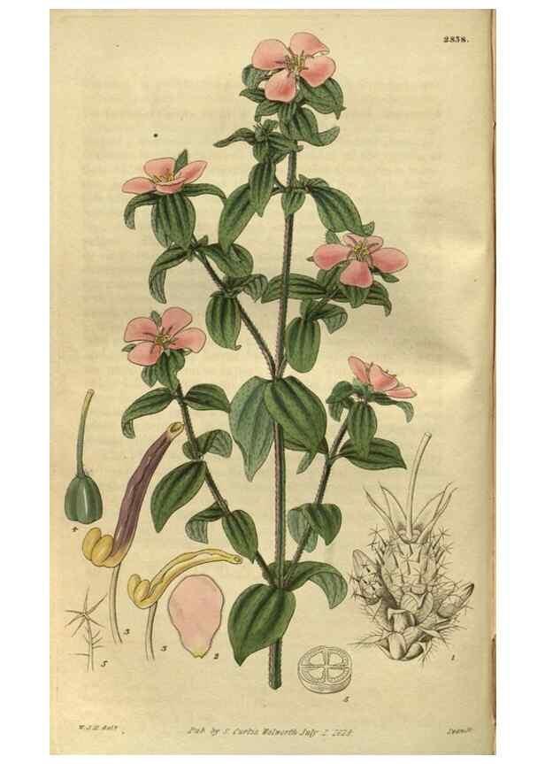 Reproducción/Reproduction 35118497051: Curtis's botanical magazine.. London ; New York [etc.] :Academic Press [etc.]