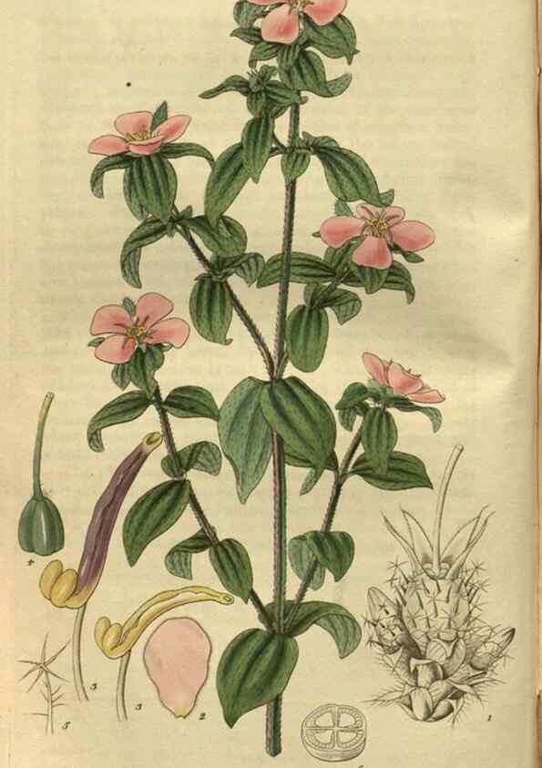 Reproducción/Reproduction 35118497051: Curtis's botanical magazine.. London ; New York [etc.] :Academic Press [etc.]