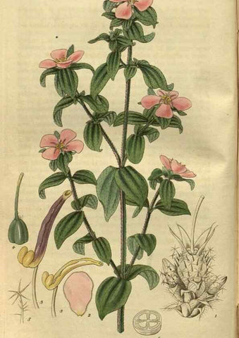 Reproducción/Reproduction 35118497051: Curtis's botanical magazine.. London ; New York [etc.] :Academic Press [etc.]