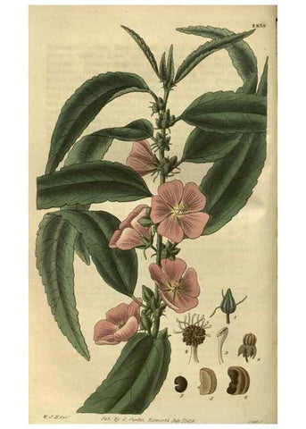 Reproducción/Reproduction 35118499371: Curtis's botanical magazine.. London ; New York [etc.] :Academic Press [etc.]