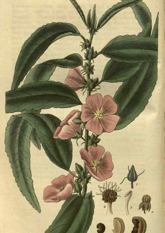 Reproducción/Reproduction 35118499371: Curtis's botanical magazine.. London ; New York [etc.] :Academic Press [etc.]