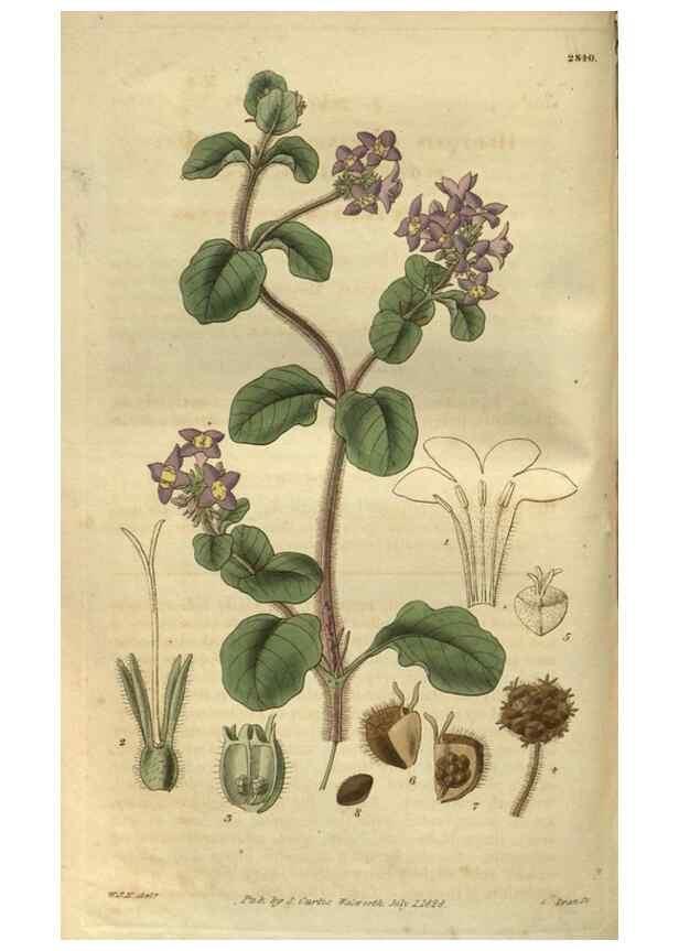 Reproducción/Reproduction 34439194233: Curtis's botanical magazine.. London ; New York [etc.] :Academic Press [etc.]