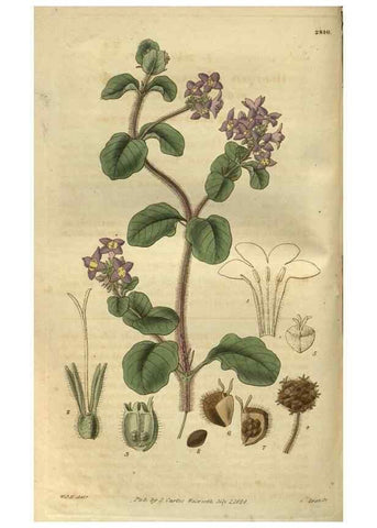 Reproducción/Reproduction 34439194233: Curtis's botanical magazine.. London ; New York [etc.] :Academic Press [etc.]
