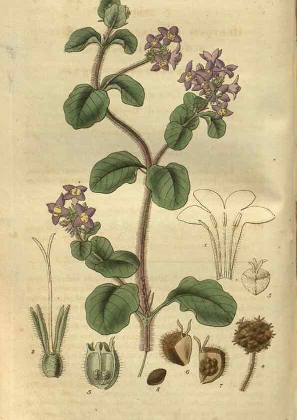 Reproducción/Reproduction 34439194233: Curtis's botanical magazine.. London ; New York [etc.] :Academic Press [etc.]