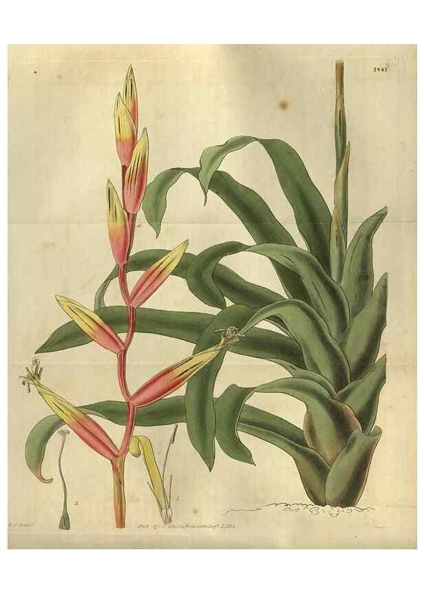 Reproducción/Reproduction 34404246934: Curtis's botanical magazine.. London ; New York [etc.] :Academic Press [etc.]