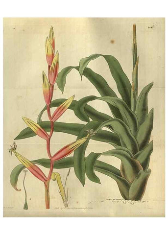 Reproducción/Reproduction 34404246934: Curtis's botanical magazine.. London ; New York [etc.] :Academic Press [etc.]