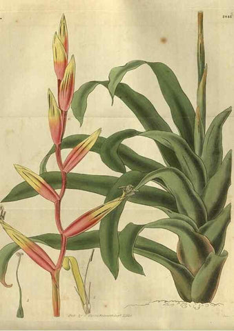 Reproducción/Reproduction 34404246934: Curtis's botanical magazine.. London ; New York [etc.] :Academic Press [etc.]