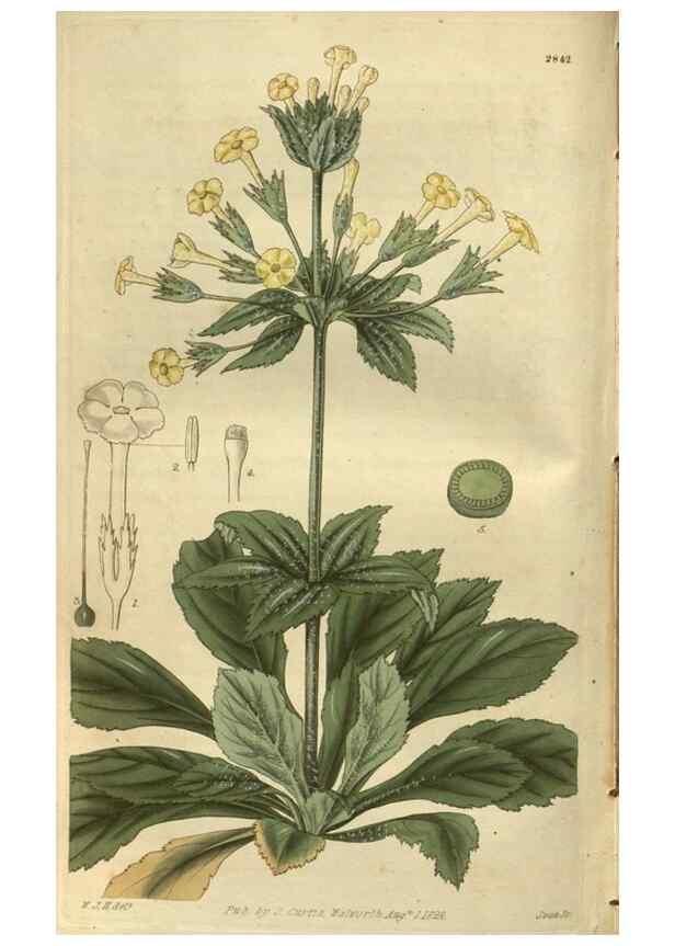 Reproducción/Reproduction 35208197046: Curtis's botanical magazine.. London ; New York [etc.] :Academic Press [etc.]