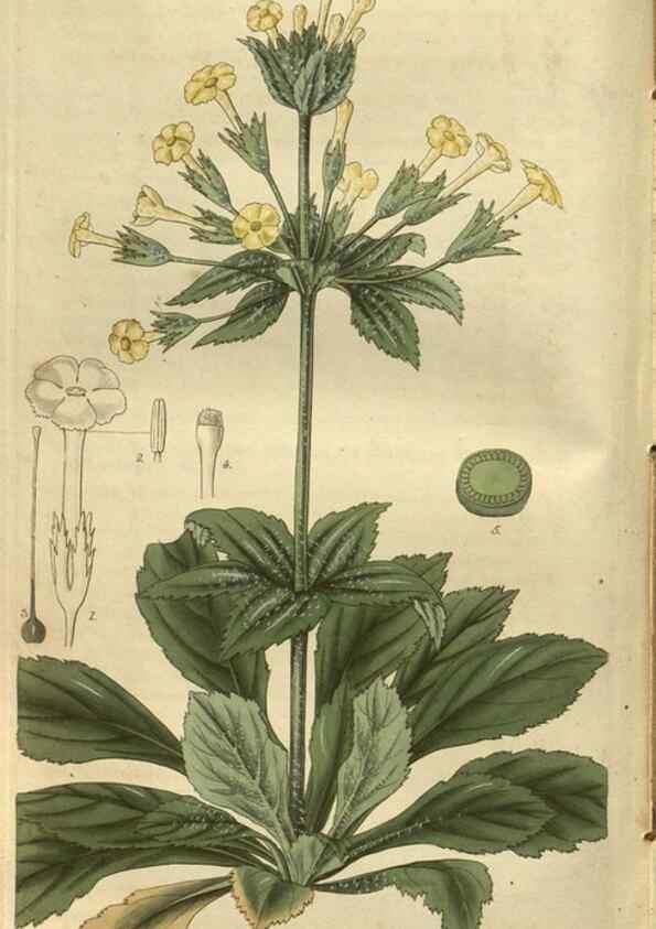 Reproducción/Reproduction 35208197046: Curtis's botanical magazine.. London ; New York [etc.] :Academic Press [etc.]