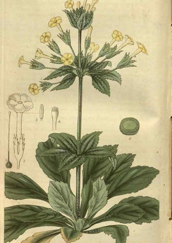Reproducción/Reproduction 35208197046: Curtis's botanical magazine.. London ; New York [etc.] :Academic Press [etc.]