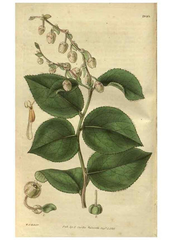 Reproducción/Reproduction 35208200766: Curtis's botanical magazine.. London ; New York [etc.] :Academic Press [etc.]