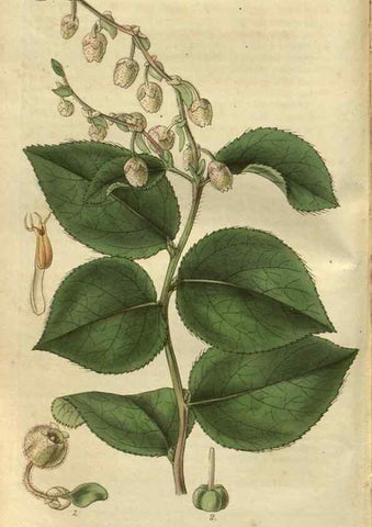 Reproducción/Reproduction 35208200766: Curtis's botanical magazine.. London ; New York [etc.] :Academic Press [etc.]