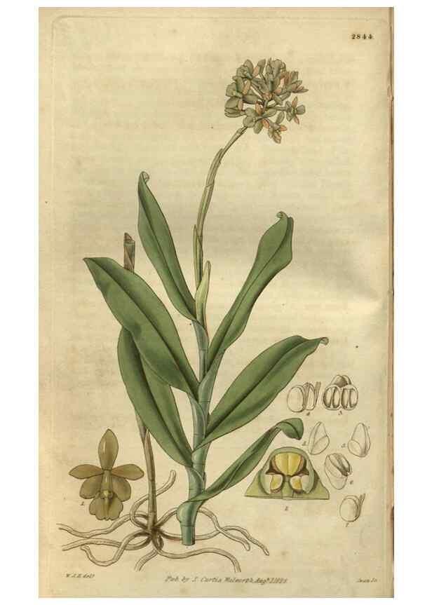 Reproducción/Reproduction 35082861612: Curtis's botanical magazine.. London ; New York [etc.] :Academic Press [etc.]