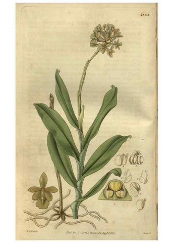 Reproducción/Reproduction 35082861612: Curtis's botanical magazine.. London ; New York [etc.] :Academic Press [etc.]