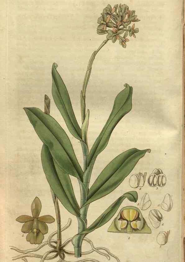 Reproducción/Reproduction 35082861612: Curtis's botanical magazine.. London ; New York [etc.] :Academic Press [etc.]