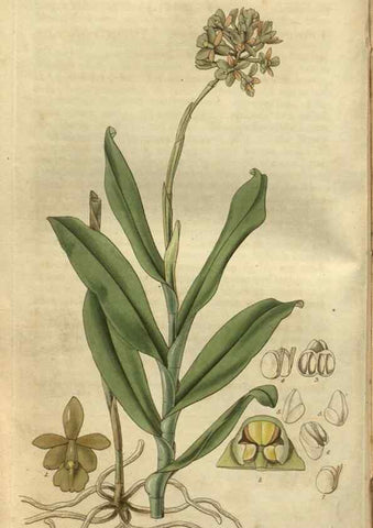 Reproducción/Reproduction 35082861612: Curtis's botanical magazine.. London ; New York [etc.] :Academic Press [etc.]