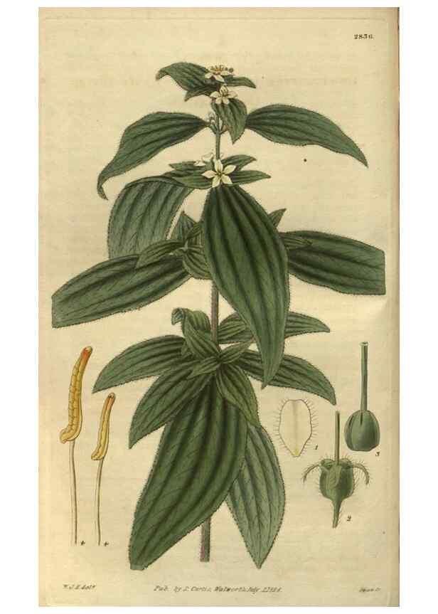 Reproducción/Reproduction 34861161290: Curtis's botanical magazine.. London ; New York [etc.] :Academic Press [etc.]