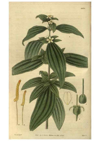 Reproducción/Reproduction 34861161290: Curtis's botanical magazine.. London ; New York [etc.] :Academic Press [etc.]