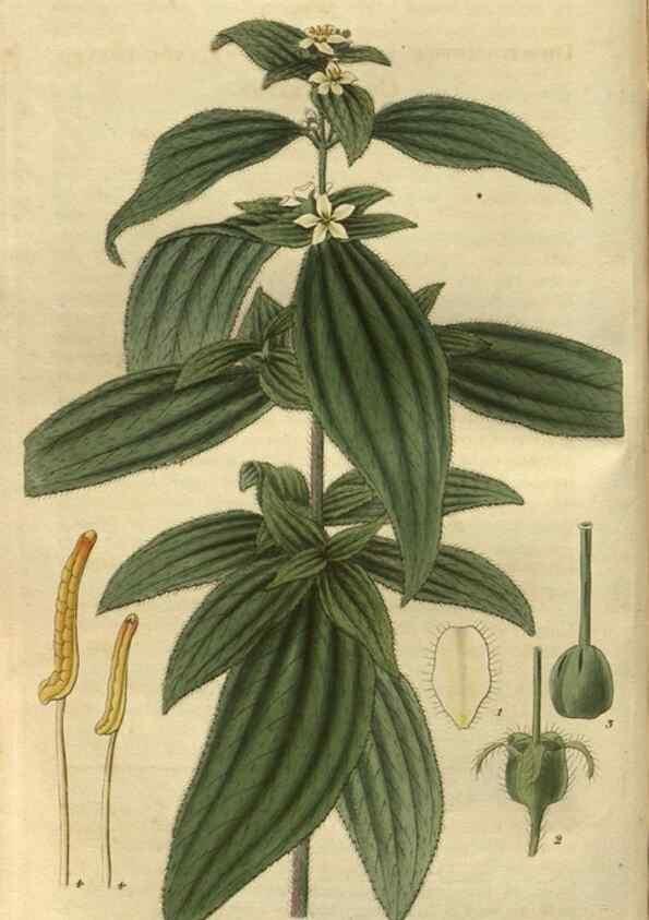 Reproducción/Reproduction 34861161290: Curtis's botanical magazine.. London ; New York [etc.] :Academic Press [etc.]