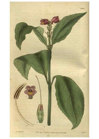 Reproducción/Reproduction 35082862452: Curtis's botanical magazine.. London ; New York [etc.] :Academic Press [etc.]