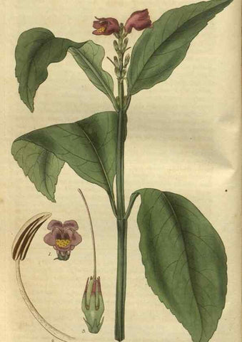 Reproducción/Reproduction 35082862452: Curtis's botanical magazine.. London ; New York [etc.] :Academic Press [etc.]
