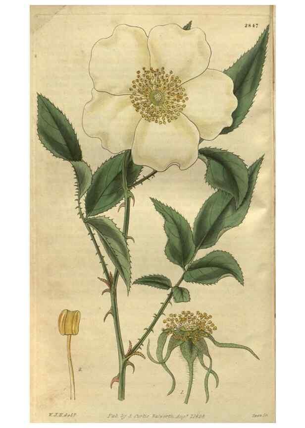 Reproducción/Reproduction 35118518821: Curtis's botanical magazine.. London ; New York [etc.] :Academic Press [etc.]