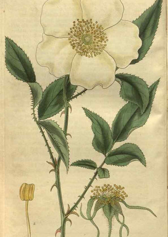 Reproducción/Reproduction 35118518821: Curtis's botanical magazine.. London ; New York [etc.] :Academic Press [etc.]