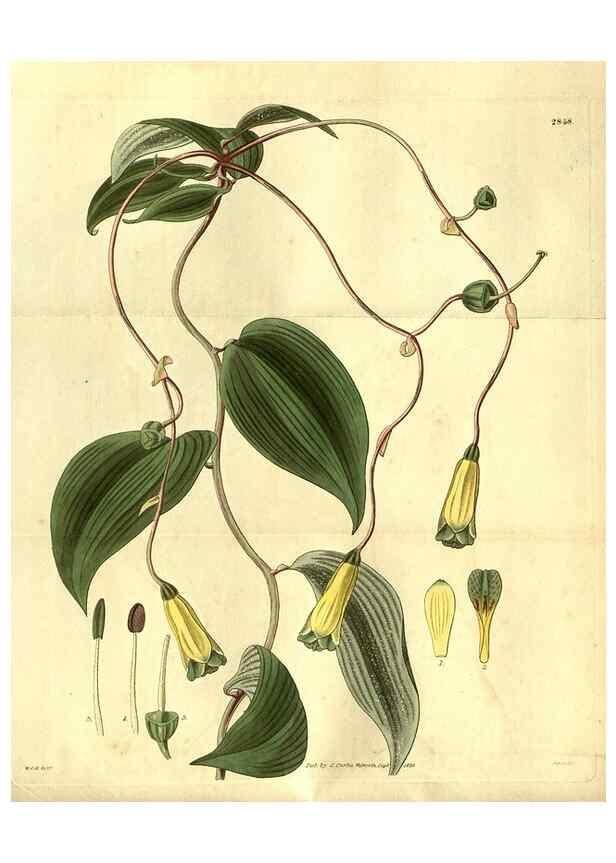 Reproducción/Reproduction 35118521441: Curtis's botanical magazine.. London ; New York [etc.] :Academic Press [etc.]