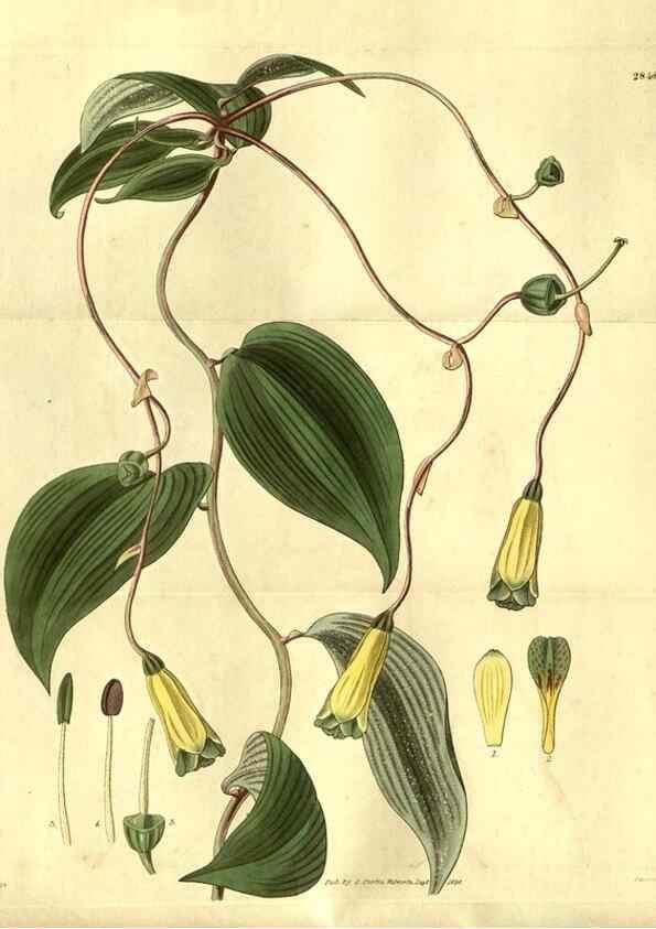 Reproducción/Reproduction 35118521441: Curtis's botanical magazine.. London ; New York [etc.] :Academic Press [etc.]