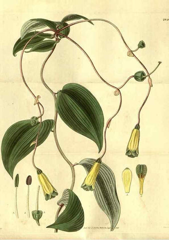 Reproducción/Reproduction 35118521441: Curtis's botanical magazine.. London ; New York [etc.] :Academic Press [etc.]