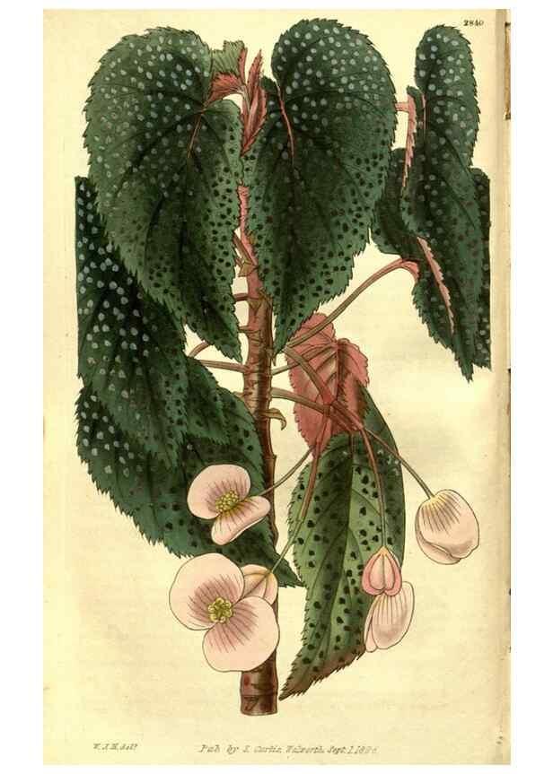 Reproducción/Reproduction 35208215866: Curtis's botanical magazine.. London ; New York [etc.] :Academic Press [etc.]