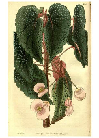 Reproducción/Reproduction 35208215866: Curtis's botanical magazine.. London ; New York [etc.] :Academic Press [etc.]