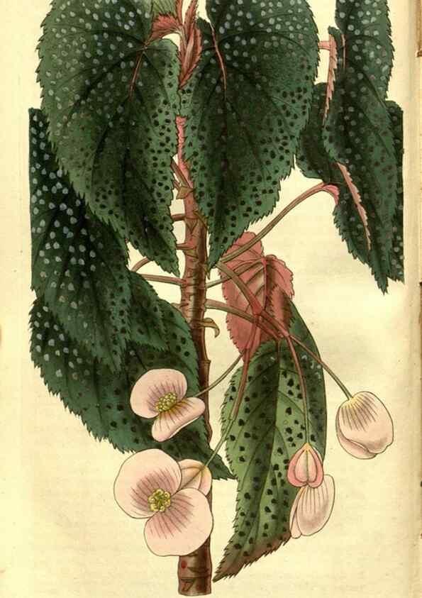 Reproducción/Reproduction 35208215866: Curtis's botanical magazine.. London ; New York [etc.] :Academic Press [etc.]