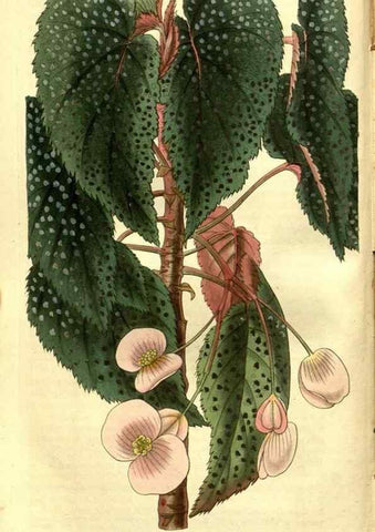 Reproducción/Reproduction 35208215866: Curtis's botanical magazine.. London ; New York [etc.] :Academic Press [etc.]