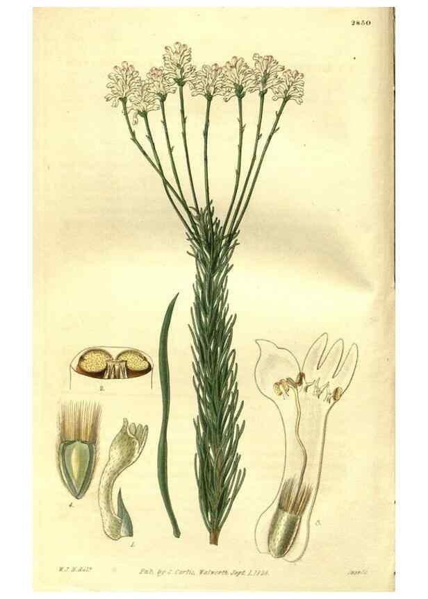 Reproducción/Reproduction 35208218816: Curtis's botanical magazine.. London ; New York [etc.] :Academic Press [etc.]