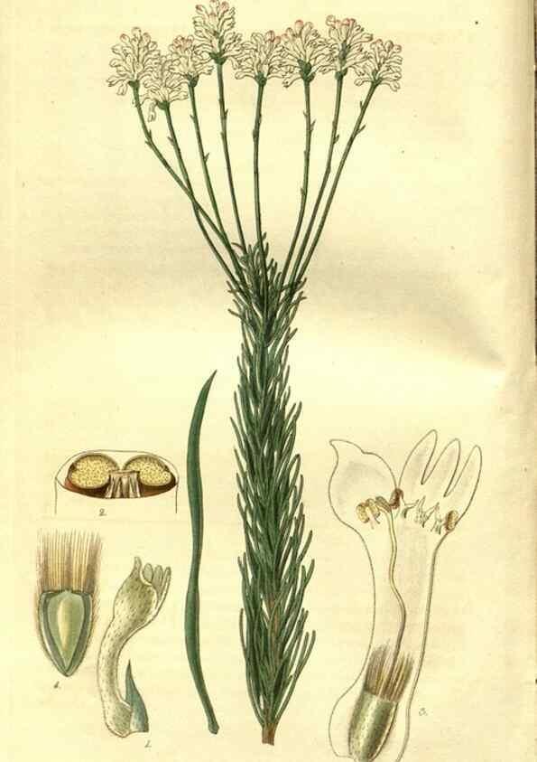 Reproducción/Reproduction 35208218816: Curtis's botanical magazine.. London ; New York [etc.] :Academic Press [etc.]