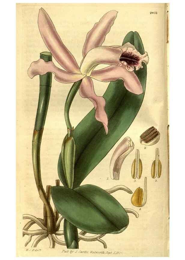 Reproducción/Reproduction 35118531791: Curtis's botanical magazine.. London ; New York [etc.] :Academic Press [etc.]