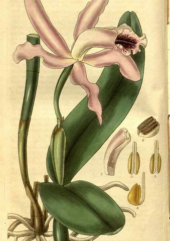 Reproducción/Reproduction 35118531791: Curtis's botanical magazine.. London ; New York [etc.] :Academic Press [etc.]